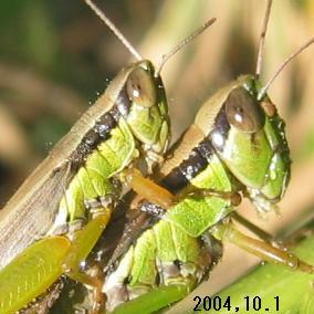 昆虫 バッタ コバネイナゴ