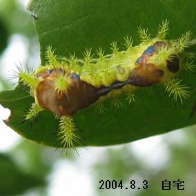 昆虫 幼虫 毛虫 その他