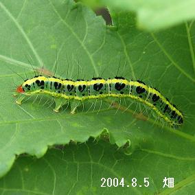 昆虫 幼虫 毛虫 その他